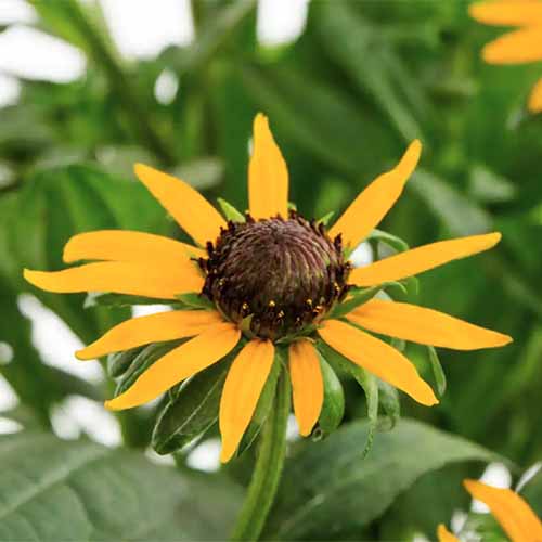 A square image of a Rudbeckia fulgida 'Little Goldstar' flower on a soft focus background.