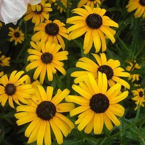 A square picture of bright yellow Rudbeckia fulgida var. speciosa 'Little Suzy' flowers on a soft focus background.