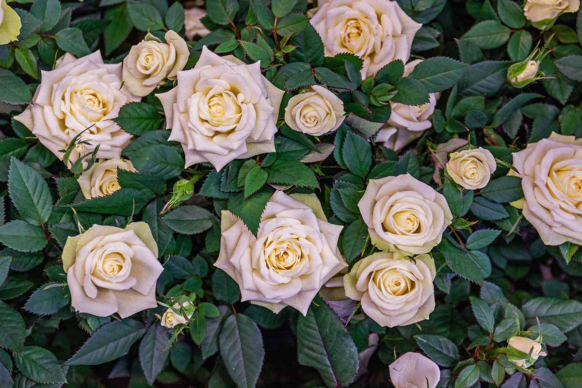 A close up horizontal image of Rosa 'Madame Anisette' flowers growing in the garden surrounded by deep green foliage.