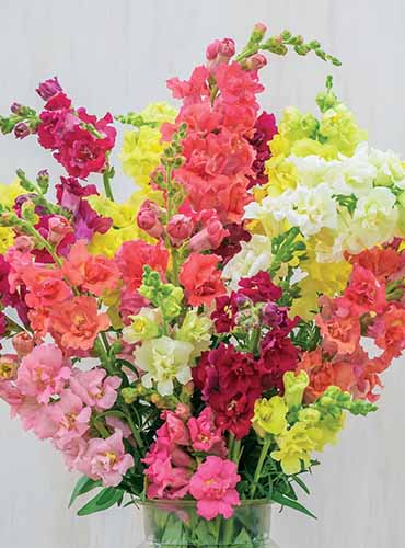 A close up square image of a vase of colorful 'Madame Butterfly' snapdragons isolated on a white background.