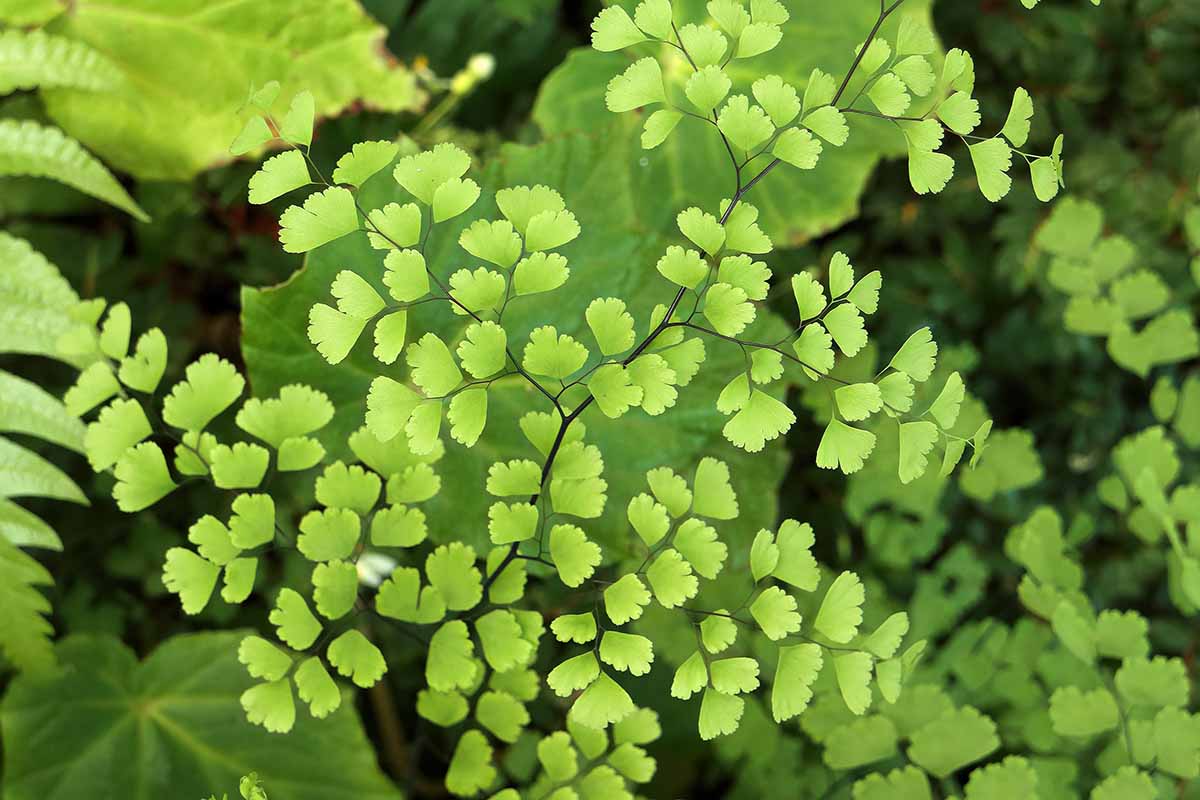 A close up horizontal image of the foliage of a maidenhair fern growing in the garden.
