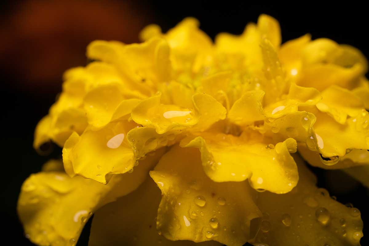 A close up horizontal image of a yellow flower with droplets of water on the petals pictured on a dark soft focus background.