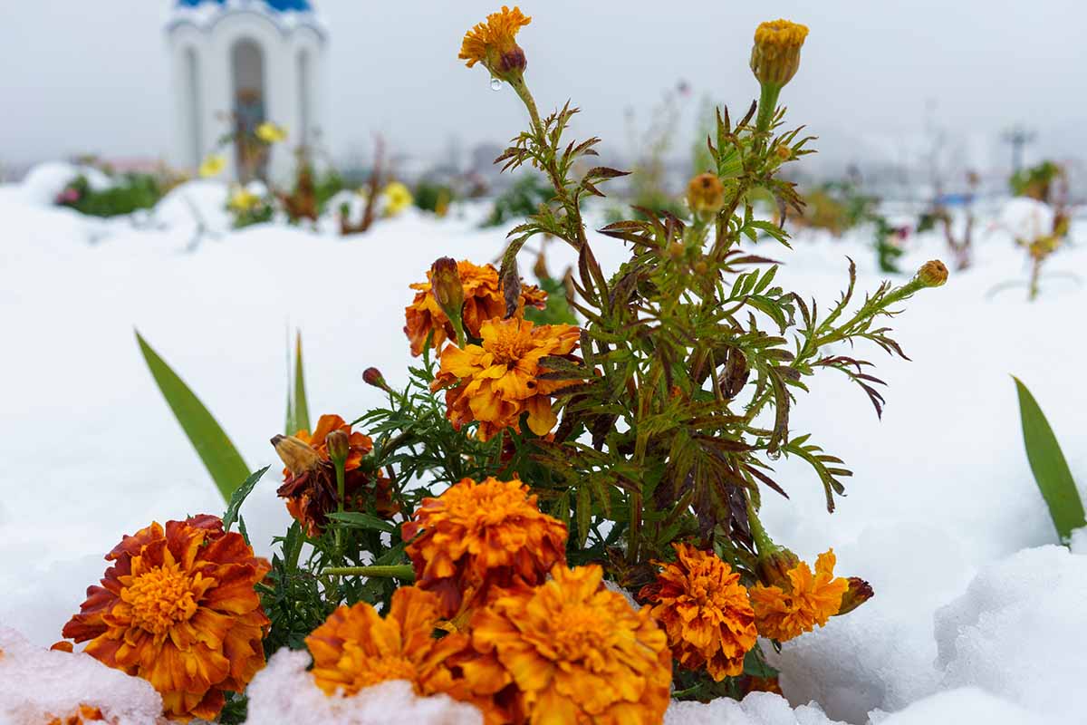 A horizontal image of marigolds growing in a snowy landscape with buildings in the background.