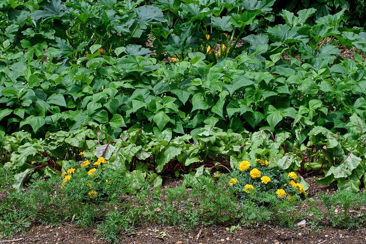 A horizontal image of marigolds growing in the vegetable patch.