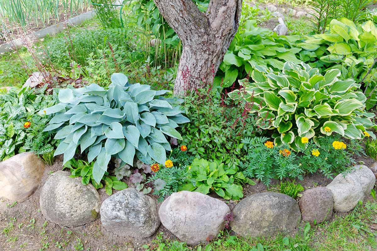 A horizontal image of a garden bed at the base of a tree planted with shade loving perennials and annual flowers.