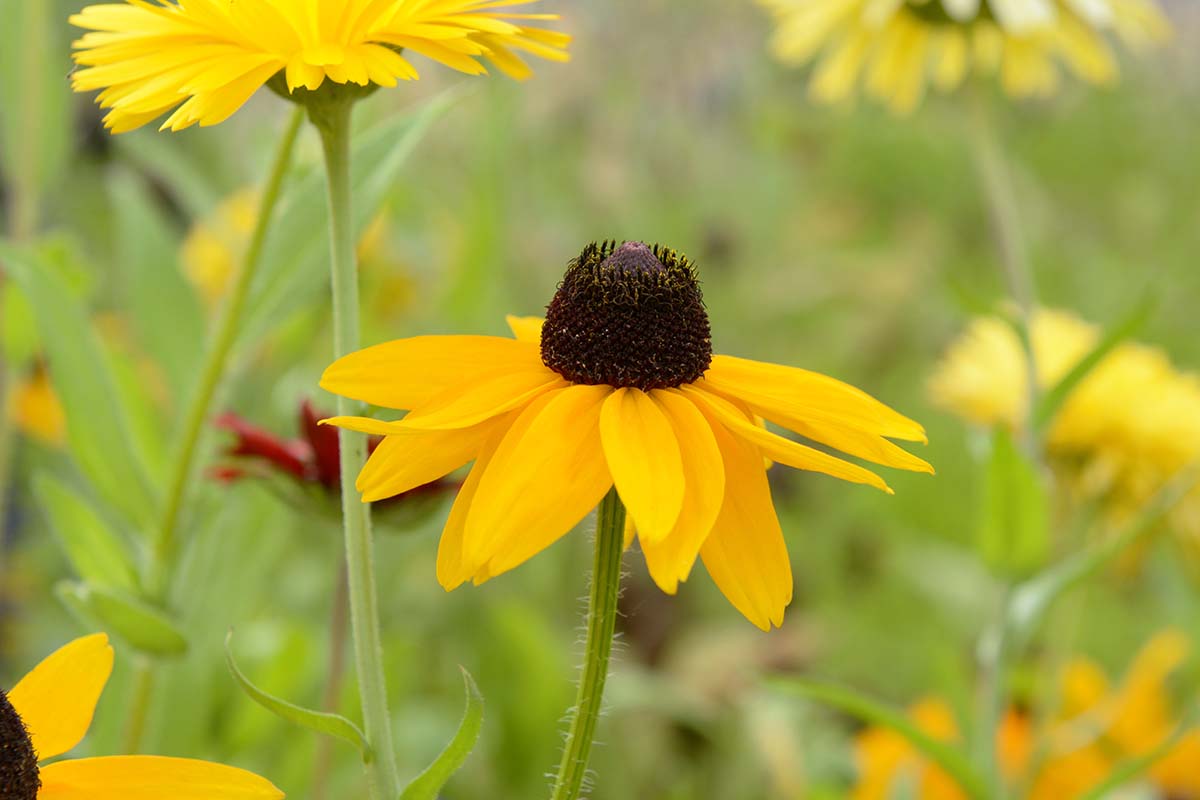A bright yellow 'Marmalade' black-eyed Susan flower growing in a wildflower meadow pictured on a soft focus background.