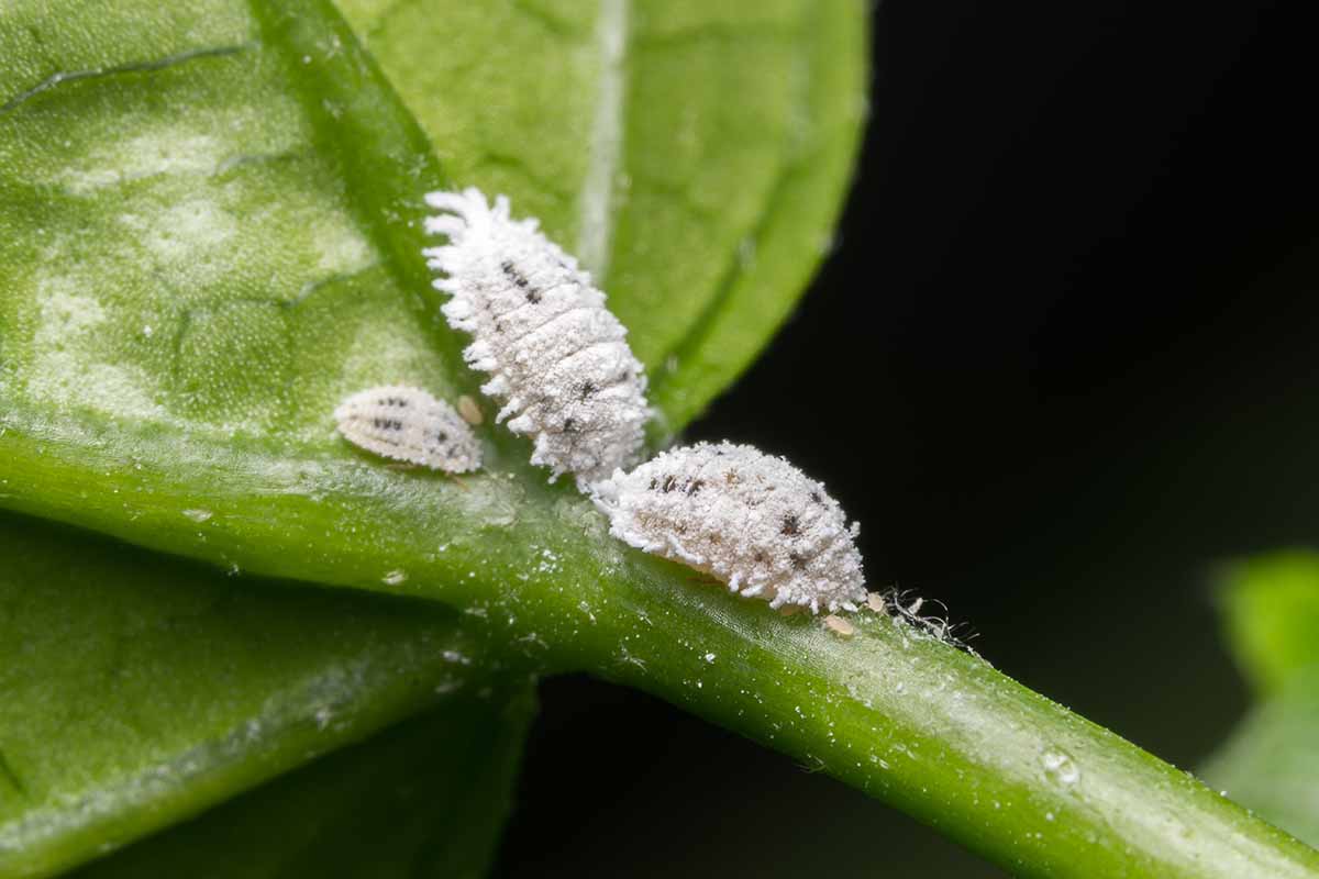 A close up horizontal image of mealybugs infesting a plant pictured on a soft focus background.