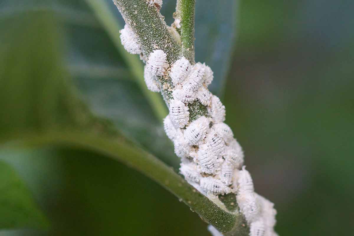 A close up horizontal image of mealybugs infesting the stem of a plant pictured on a soft focus background.