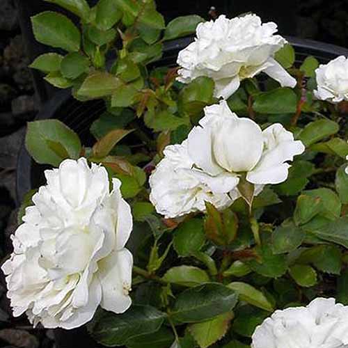 A close up of 'Meidland' white roses growing in the garden pictured on a soft focus background.