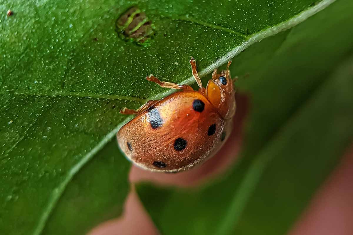 A close up horizontal image of a Mexican bean beetle on the underside of a leaf pictured on a soft focus background.