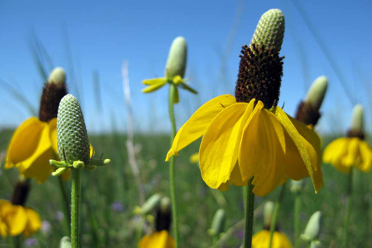 A close up horizontal image of yellow Mexican hat flowers pictured on a blue sky background.