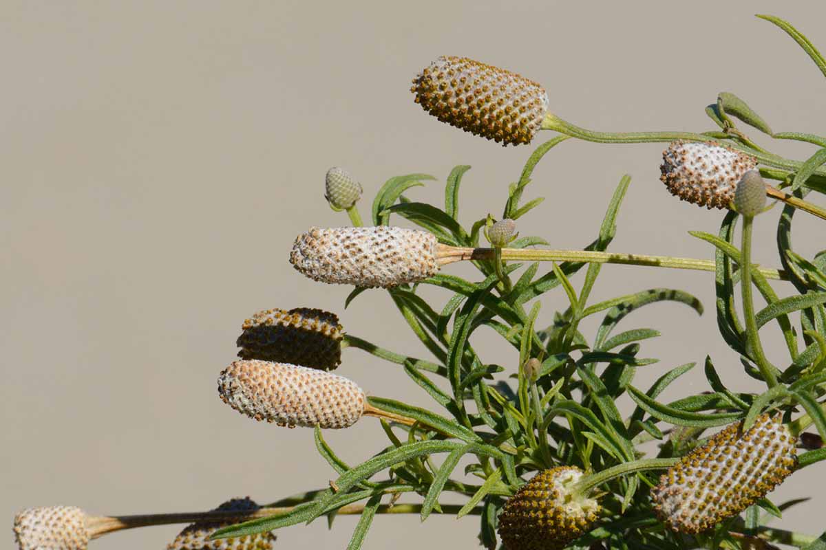 A close up horizontal image of upright prairie coneflower seed heads.