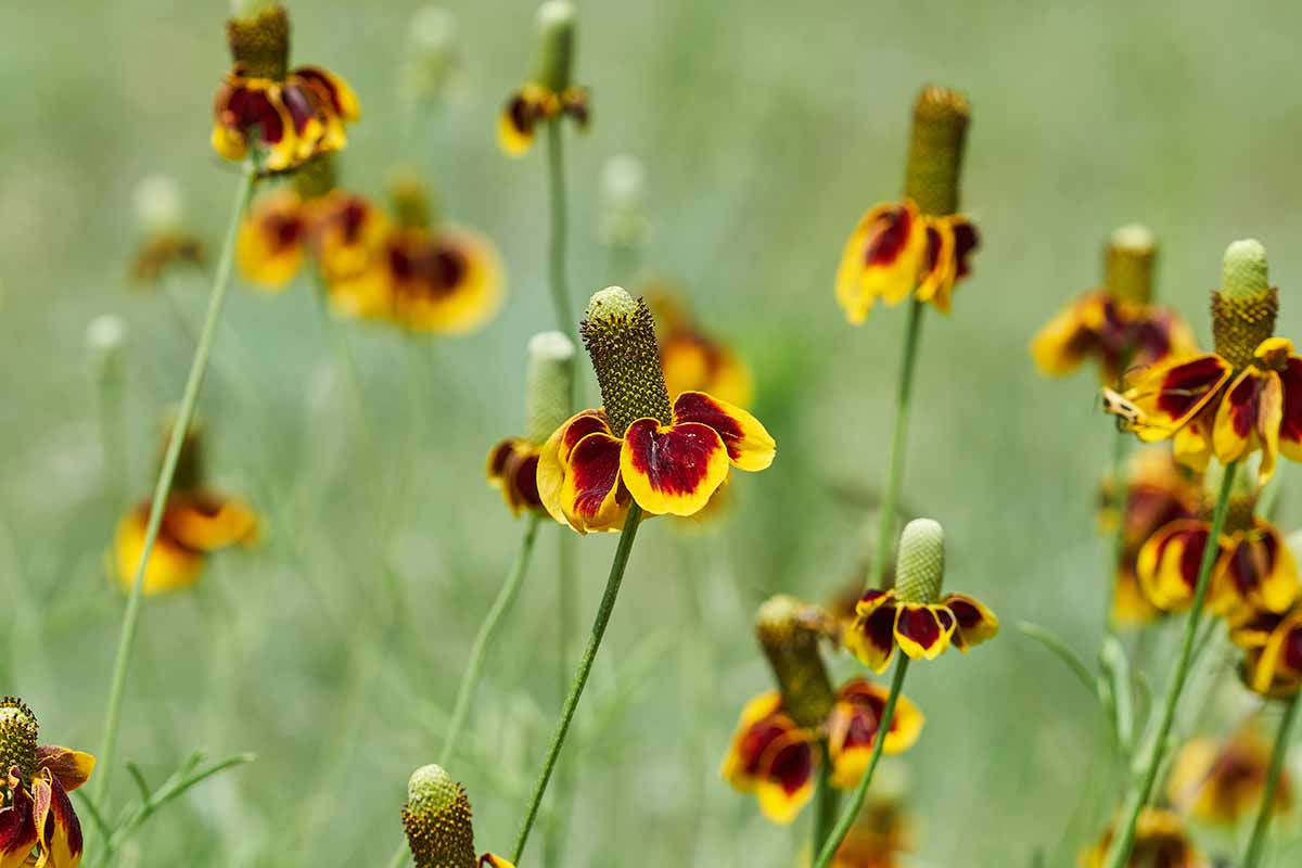 A horizontal image of red and yellow upright prairie coneflowers growing wild pictured on a soft focus background.