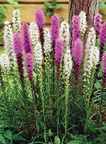 A close up of white and purple blazing star (Liatris) flowers under a tree.