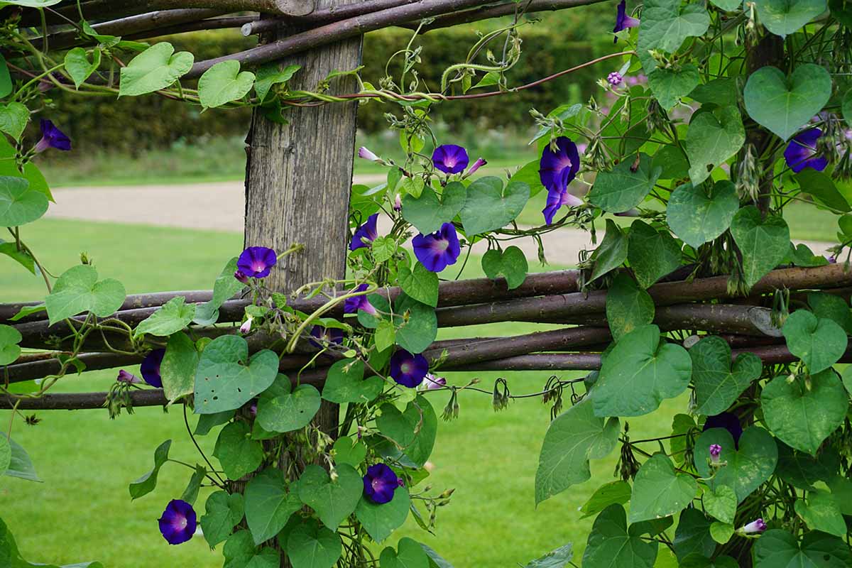 A horizontal image of morning glory vines growing on a wooden fence.