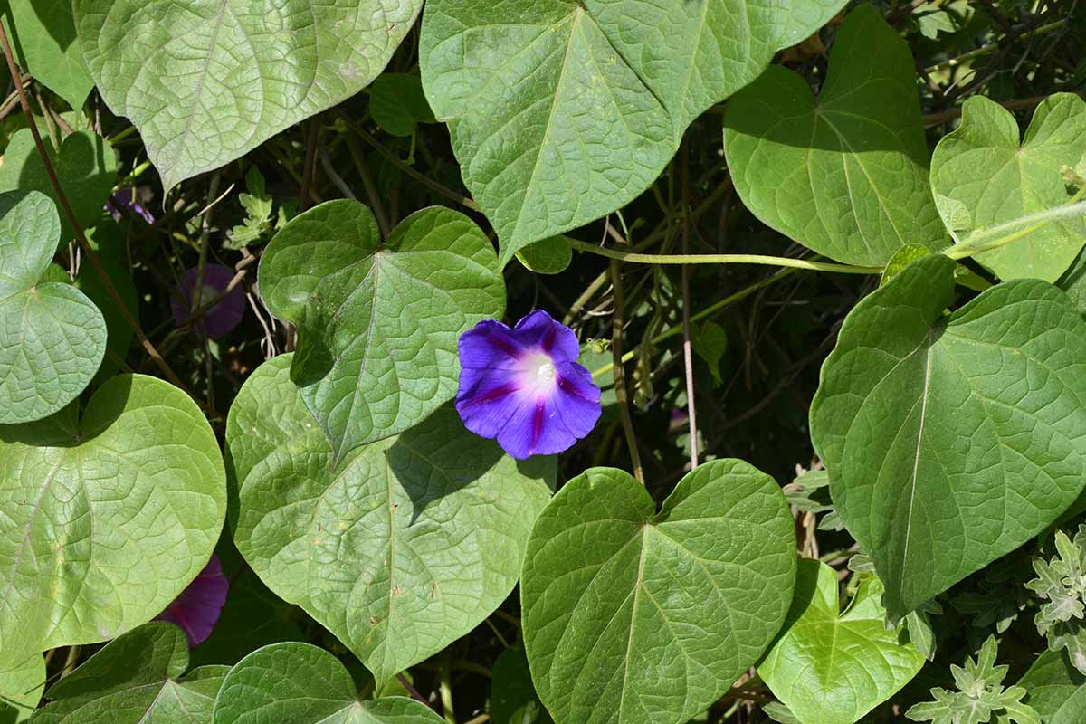 A close up horizontal image of a morning glory plant with abundant foliage and only one flower pictured in bright sunshine.