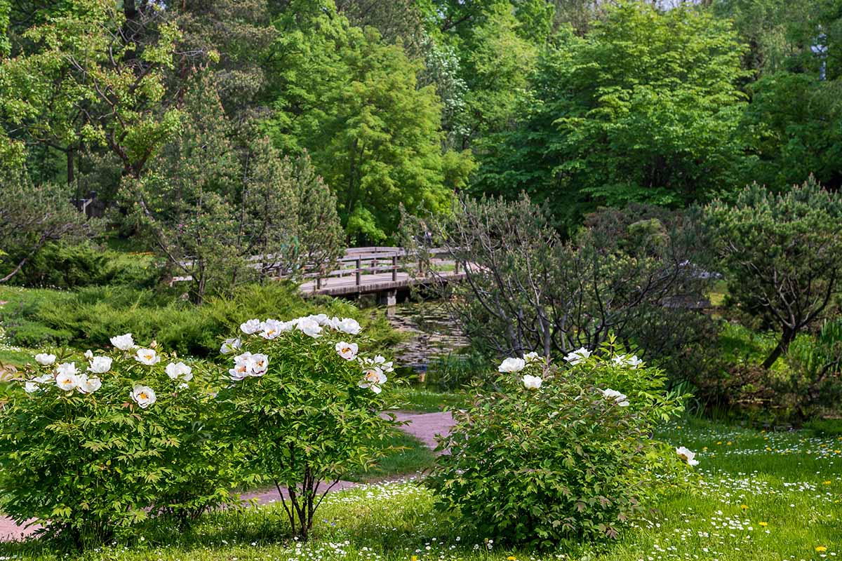 A horizontal image of Paeonia shrubs growing in a formal landscape.
