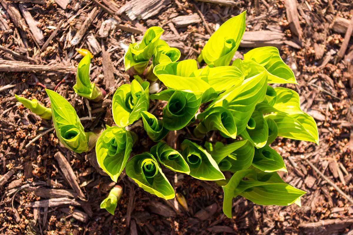 A top down horizontal image of a hosta plant emerging from winter dormancy surrounded by bark mulch pictured in light sunshine.