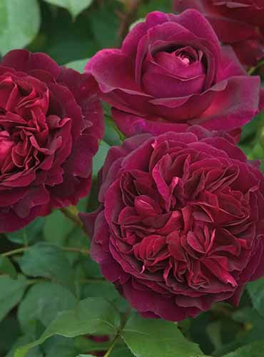 A close up of the deep maroon flowers of 'Munstead Wood' roses pictured on a soft focus background.