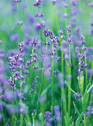 A vertical image of 'Munstead' lavender growing in the garden pictured on a soft focus background.