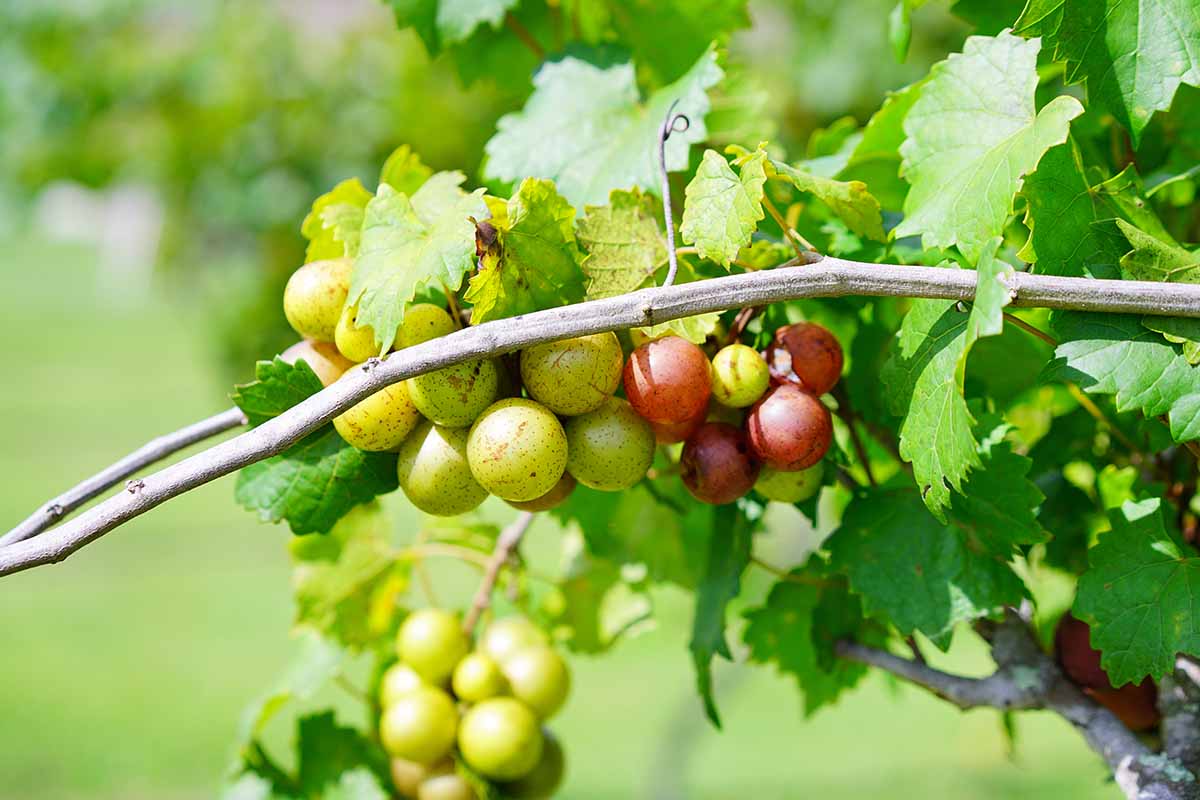A close up horizontal image of muscadine grapes growing on the vine in bright sunshine.