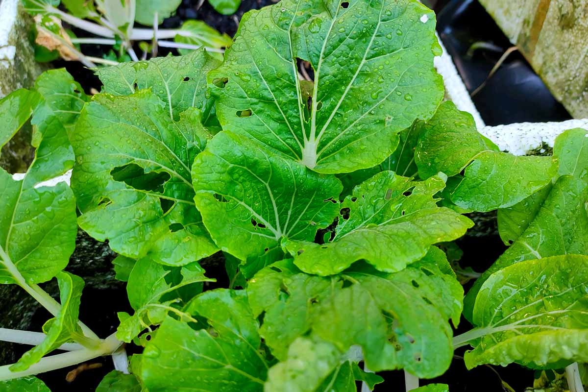 A close up horizontal image of mustard green leaves displaying damage from pests.