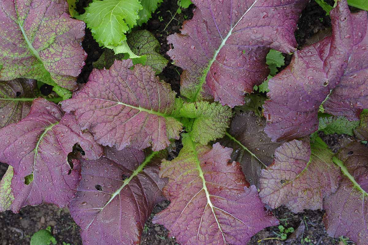 A close up horizontal image of mustard greens growing in the garden.