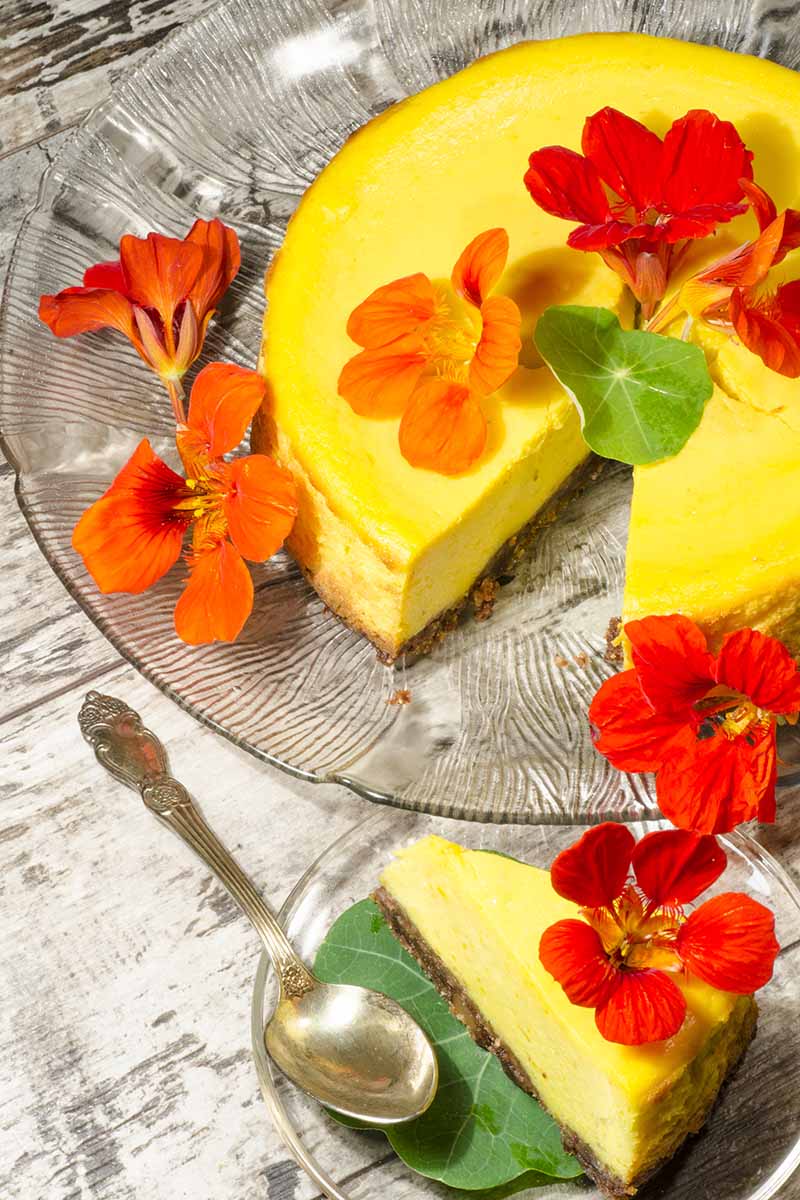 A vertical image of a homemade cheesecake garnished with Tropaeolum majus (nasturtium) flowers and leaves.