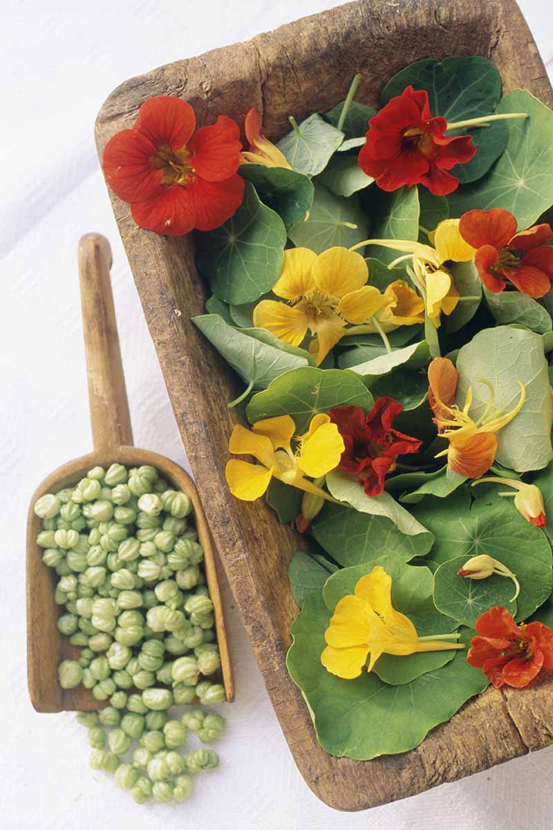 A vertical image of a wooden bowl filled with nasturtium flowers and foliage next to a scoop with the seeds known as "false capers" set on a white surface.