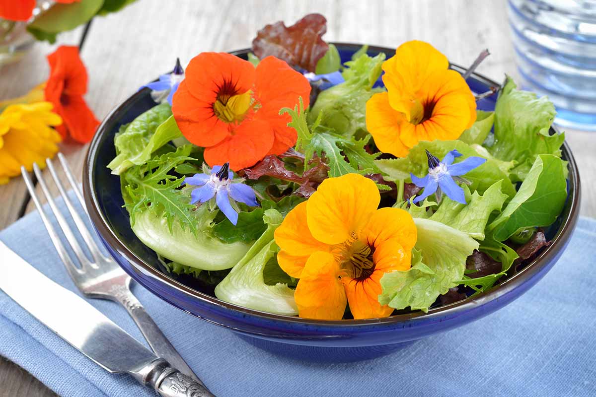 A close up of a vibrant summer salad with nasturtium and borage flowers set on a blue tablemat.