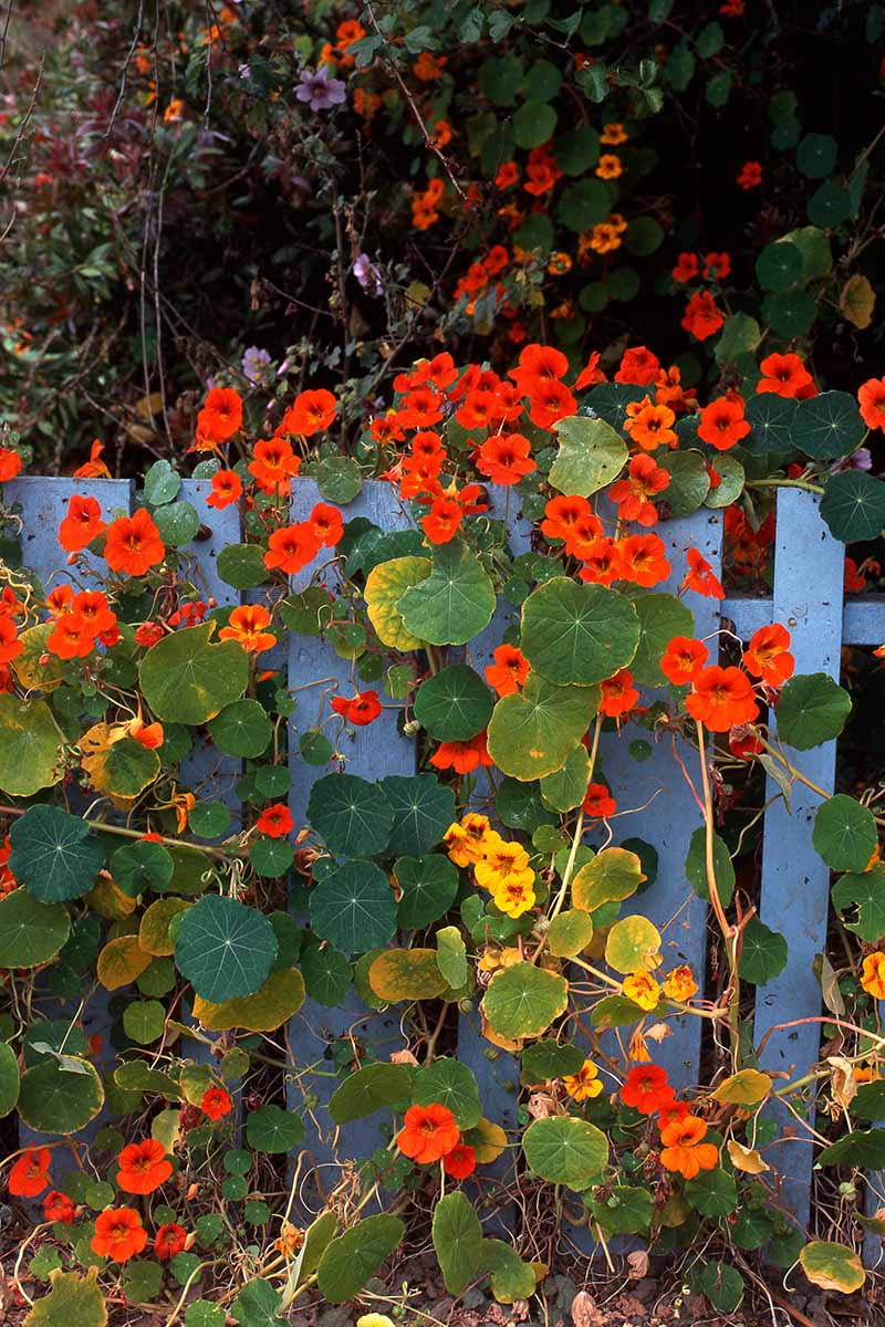 A close up vertical image of vining nasturtiums growing up a wooden fence.