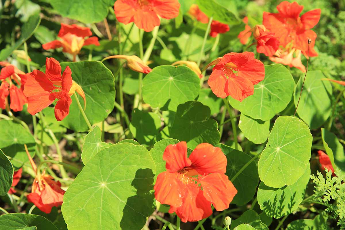 A close up horizontal image of bright red nasturtium flowers growing in the garden pictured in bright sunshine.