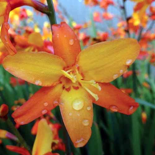 A close up of a Crocosmia 'Orange Pekoe' flower with droplets of water on the petals pictured on a soft focus background.