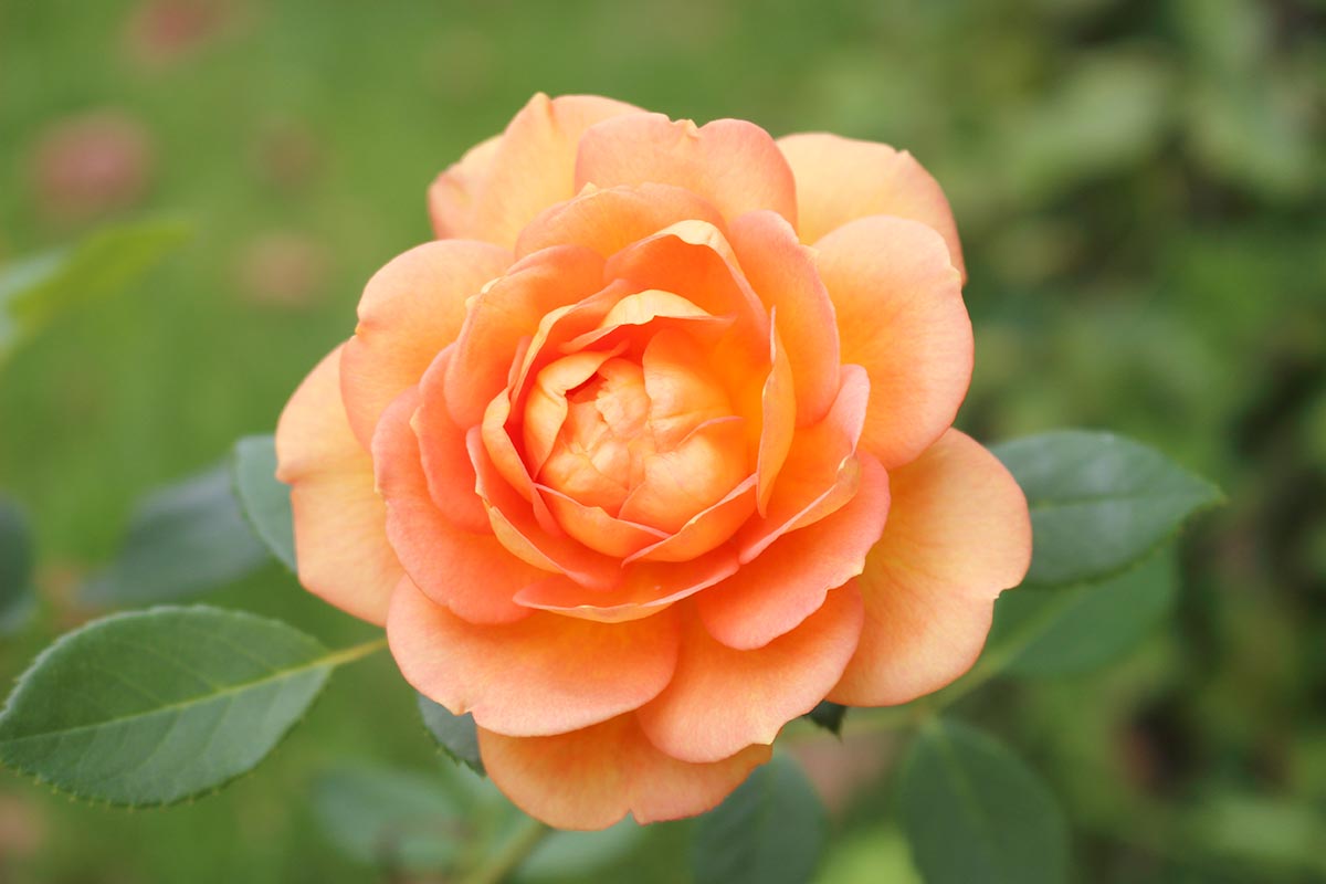 A close up horizontal image of an orange rose flower pictured on a soft focus background.