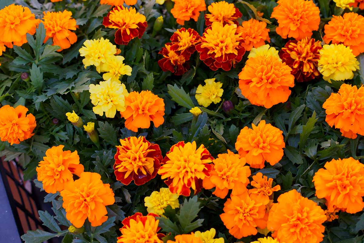 A close up horizontal image of a colorful mix of different marigold cultivars growing in pots.