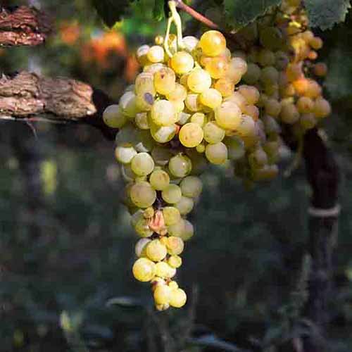 A close up square image of Osceola grapes growing on the vine pictured in light sunshine.
