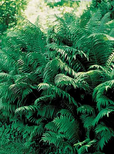 A vertical image of ostrich ferns hiding their heads under a tree.
