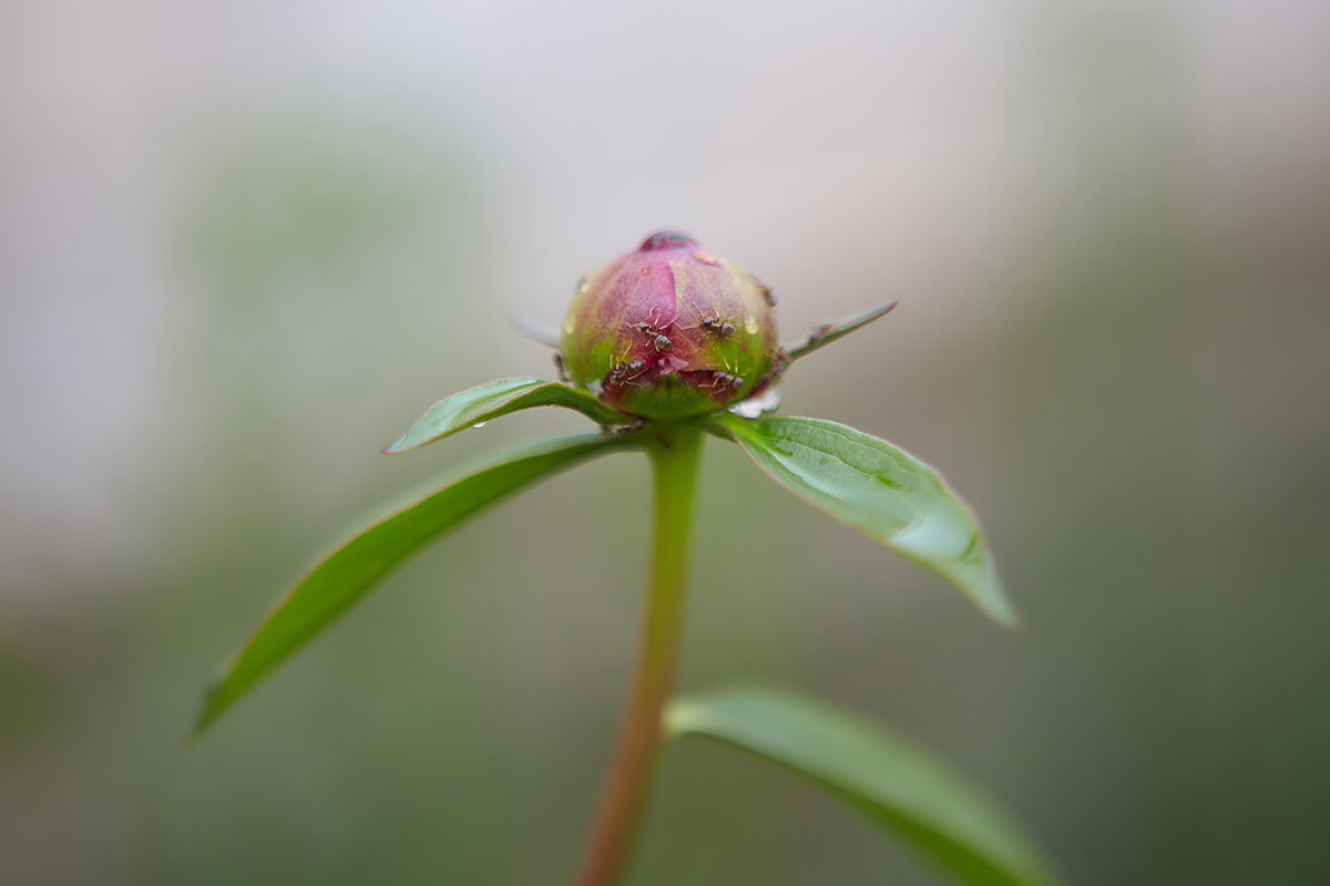 A close up horizontal image of an unopened peony bud in the garden pictured on a soft focus background.