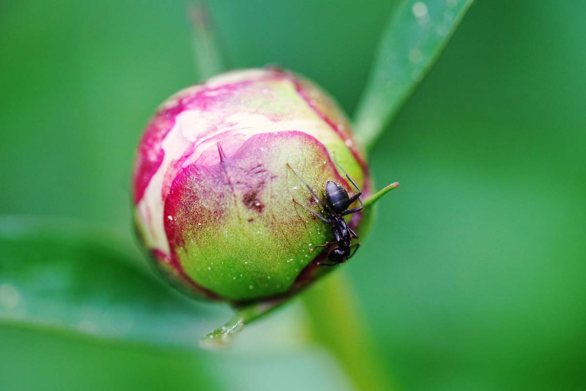 A close up horizontal image of a peony bud with ant crawling across it pictured on a soft focus background.