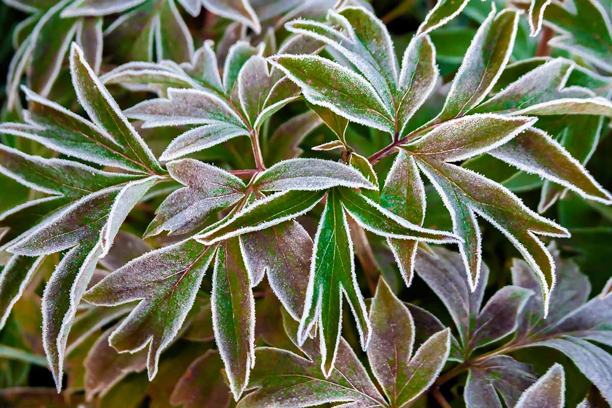 A close up horizontal image of peony foliage covered in a light dusting of frost.