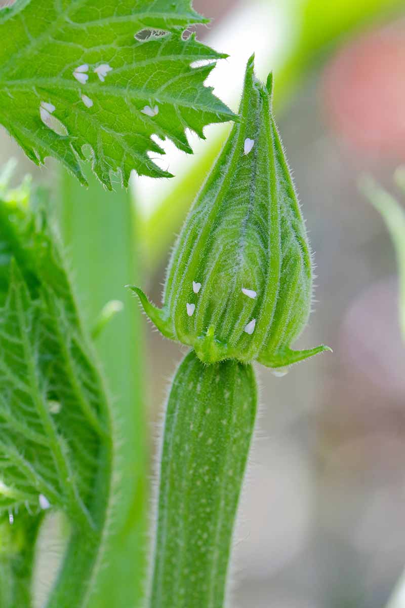 A close up vertical image of whiteflies infesting a squash plant pictured on a soft focus background.