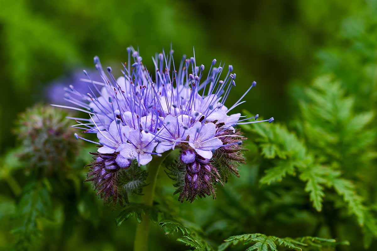 A close up horizontal image of the purple flower of lacy phacelia growing in the garden.