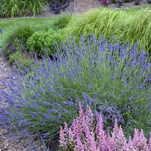 A square image of 'Phenomenal' lavender growing in a perennial border.