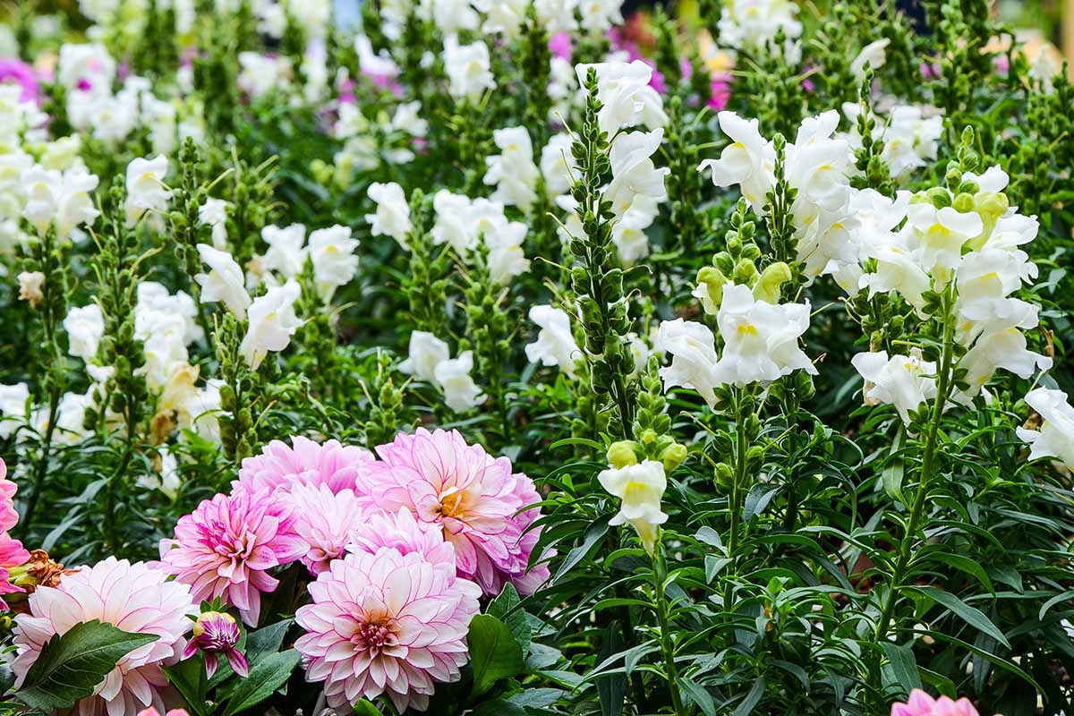 A close up horizontal image of pink dahlias growing with white snapdragon flowers.