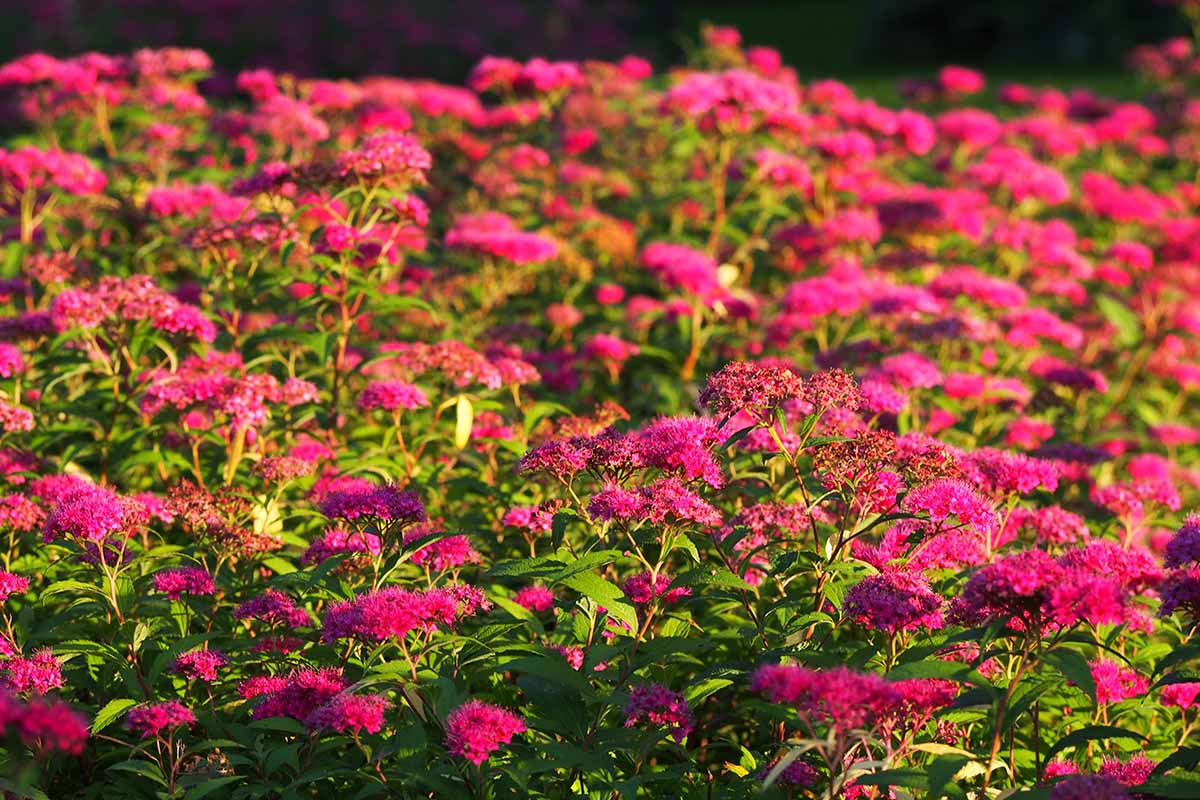 A close up horizontal image of pink Japanese spirea growing in the garden pictured in light evening sunshine.