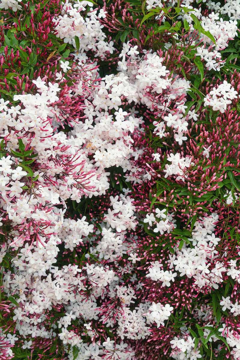 A close up vertical image of pink jasmine growing in the garden.