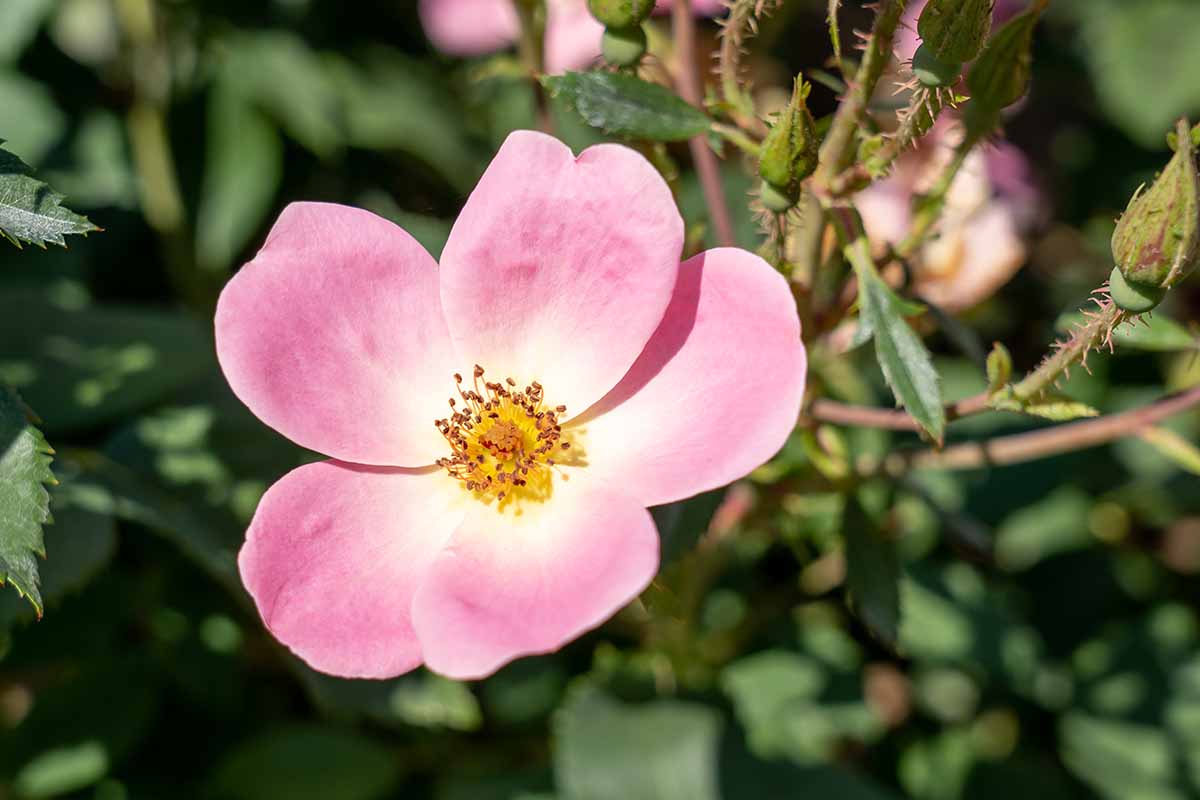 A close up horizontal image of a pale pink Rosa 'Rainbow' flower growing in the garden pictured on a soft focus background.