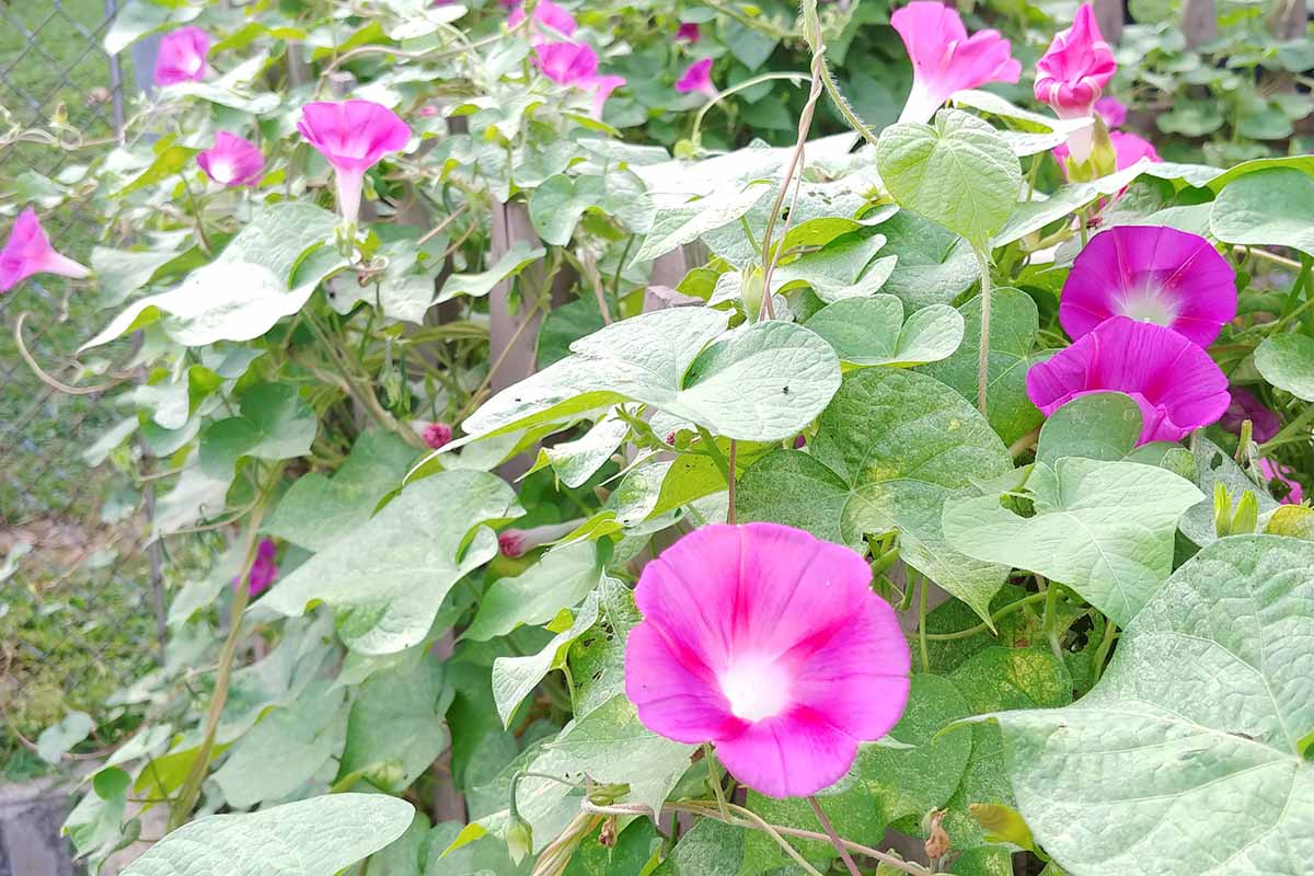 A close up horizontal image of morning glory vines with bright pink flowers growing in the garden.