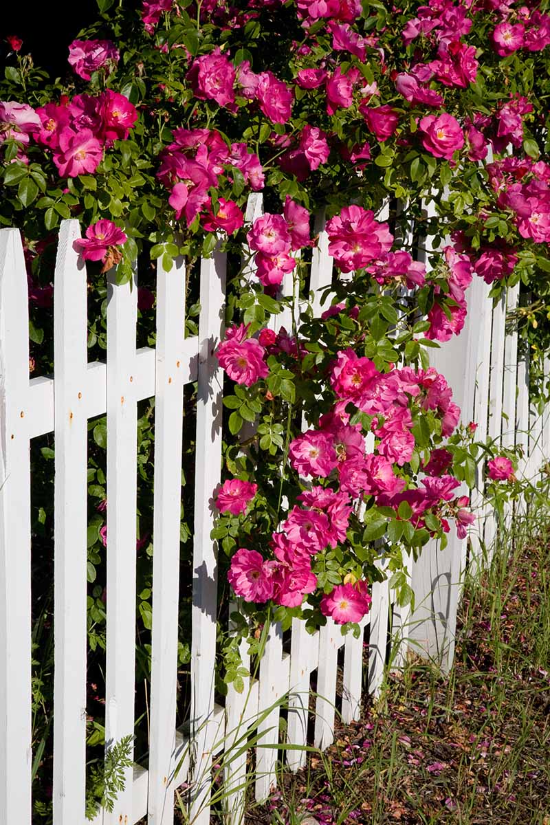 A close up vertical image of pink roses cascading over a white picket fence.
