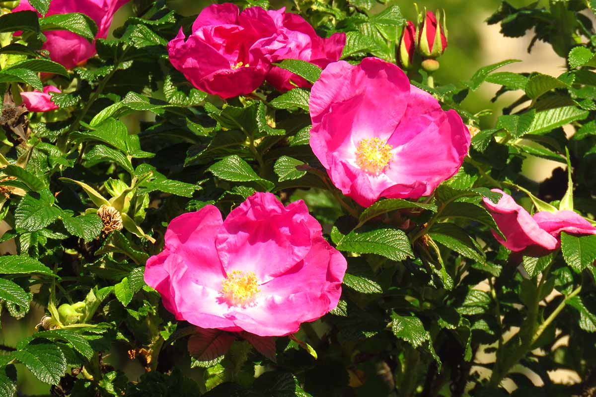 A close up horizontal image of pink rugosa roses growing in a sunny garden.